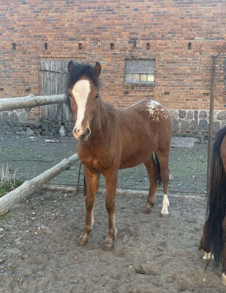 Sprzedam tarantowatego wałacha po Arabian-Atin-Ro