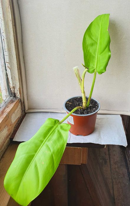 Продам филодендроны