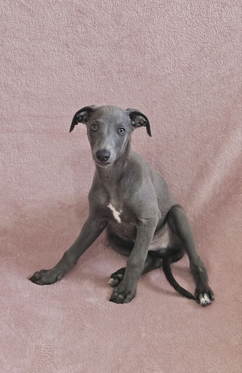 Chart angielski whippet piesek-Filipek