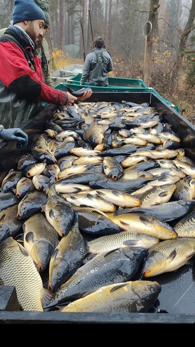 Karp żywy hurt od 100 kg