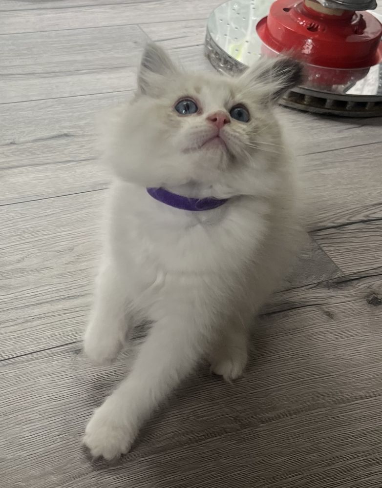 Ragdoll sliczny chlooczyk