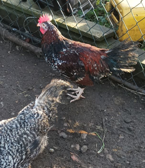Sprzedam kogutka tri color
