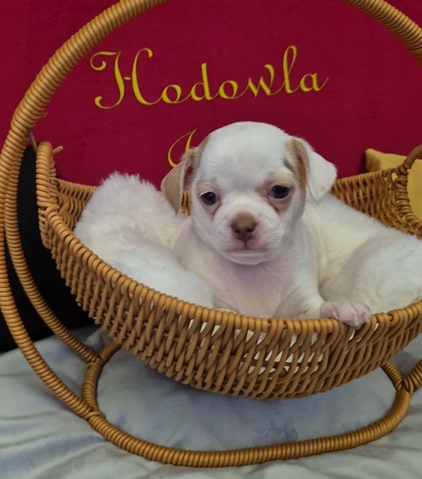 Chihuahua tessa przepiekna dziewczynka krótkowłosa