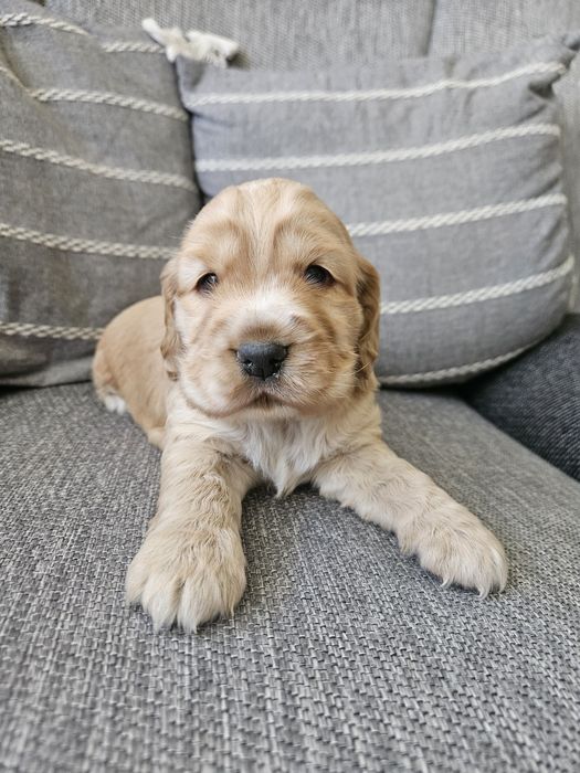 Suczka cocker spaniel