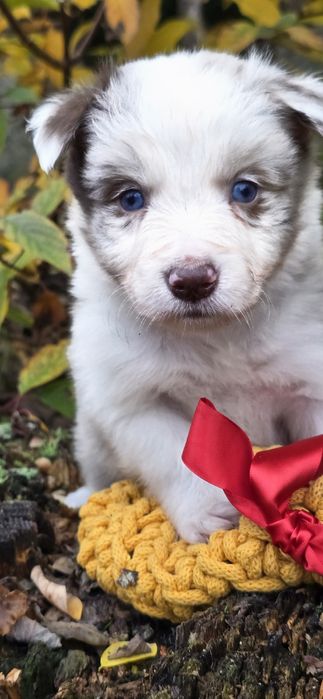 Border collie piesek -red merle ZkwP FCI