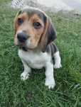 Szczenię Beagle TRI -Color