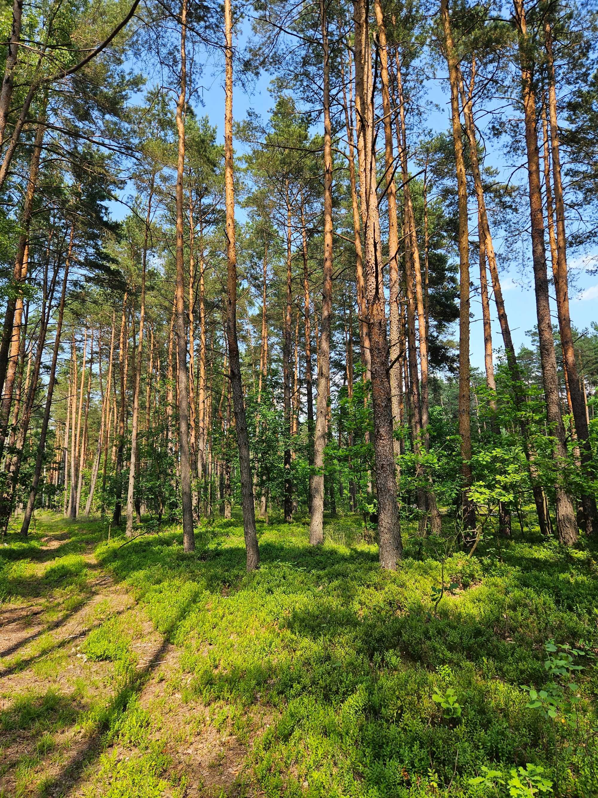 Działka leśna 2,8 ha - Bartniki