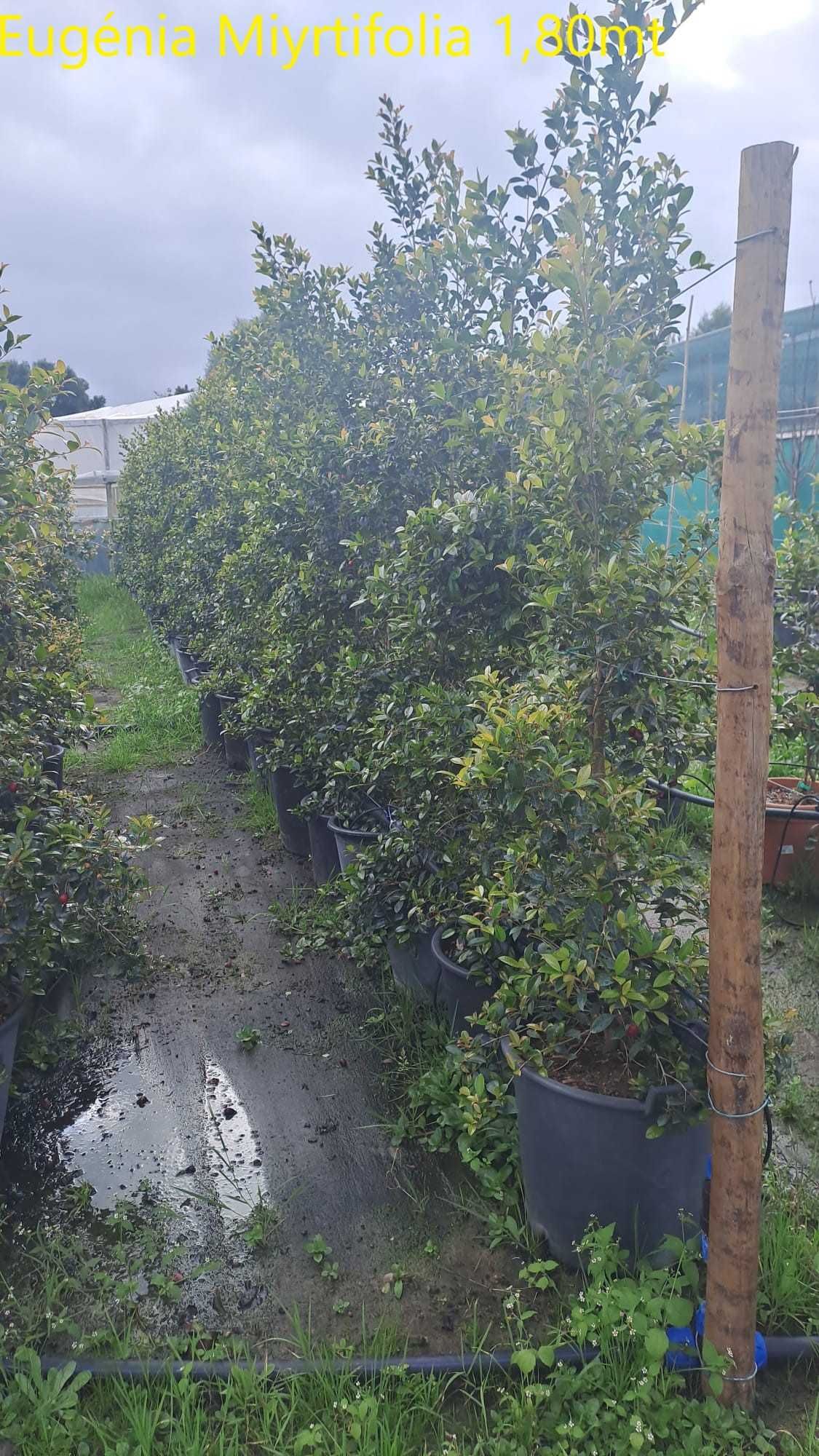 EUGENIA MYRTIFOLIA