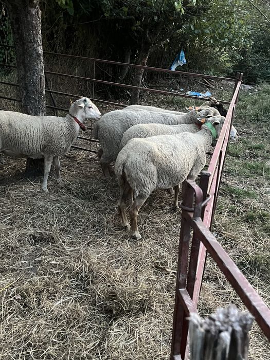 3 borregas para venda