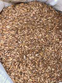 Пшениця Спельта органічна, неочищена від шалухи