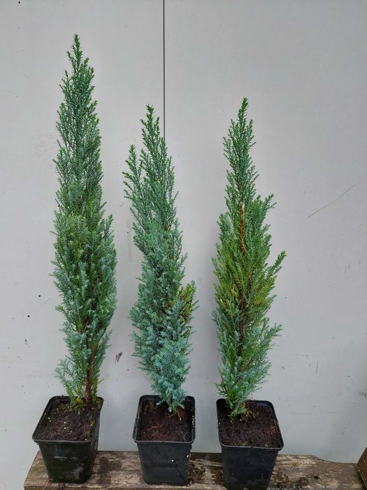 Jałowiec Skyrocket 30-60cm, 1,5L