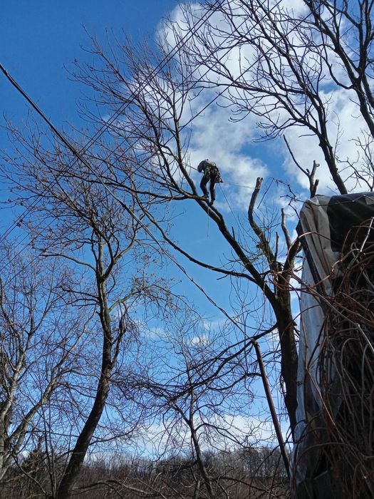 Ścinka, wycinka drzew trudnych, rębakowanie gałęzi, usuwanie pni