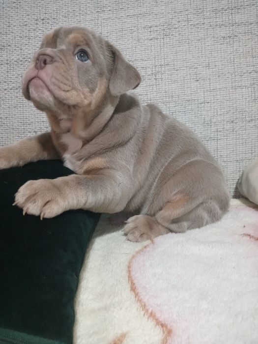 Buldog Angielski suczka