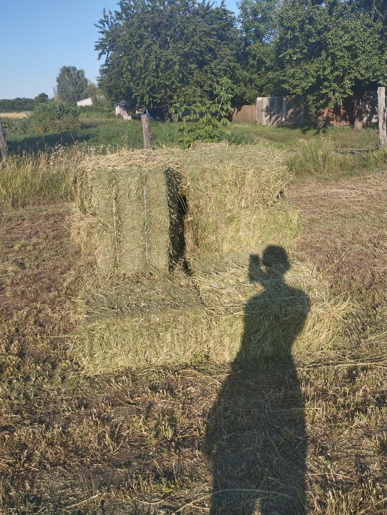 Сіно з люцерни для худоби