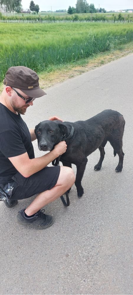 Przyjacielski Rodos poleca się do adopcji!
