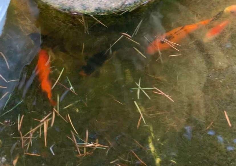 Peixes dotados de várias cores