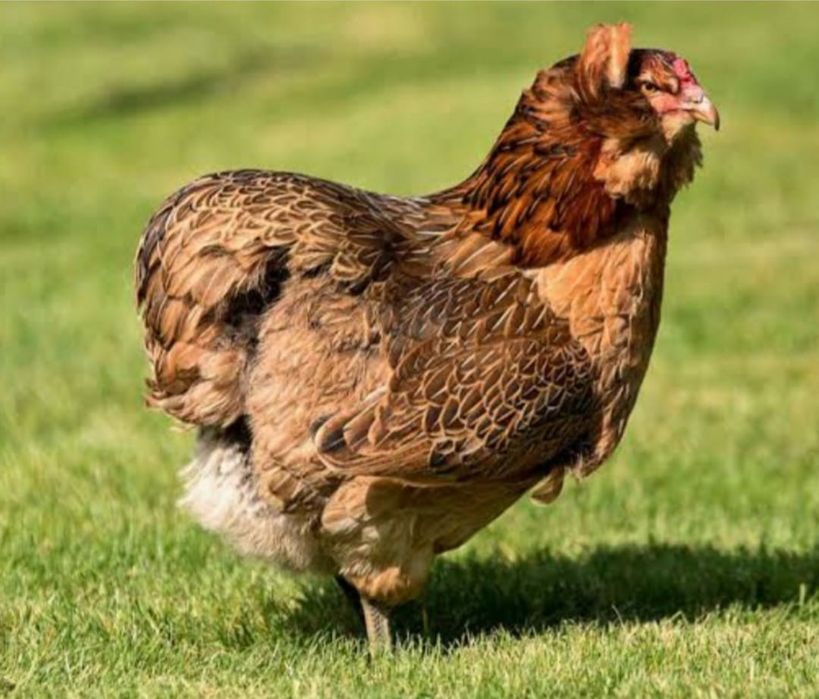 Kura kury aracuany naturalne ekologiczne araucany pisklaki araucany ku