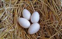Jaja lęgowe gęsi garbonosy