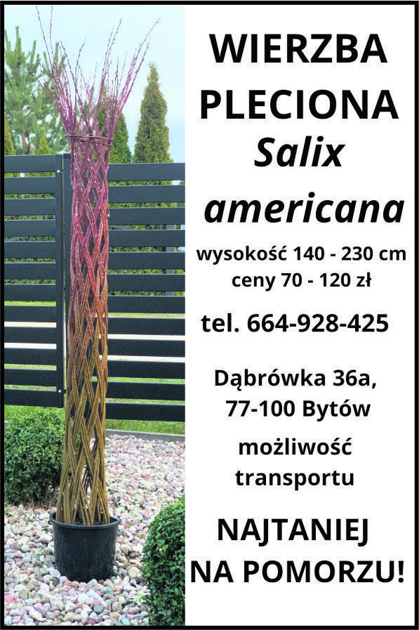 Wierzba pleciona, Salix americana PRODUCENT NAJTANIEJ