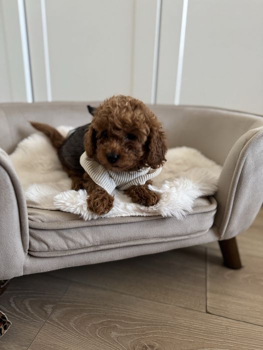 Sliczna sunia pudel toy