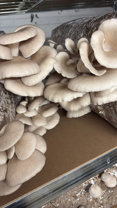 Boczniak ostrygowaty, swieże grzyby