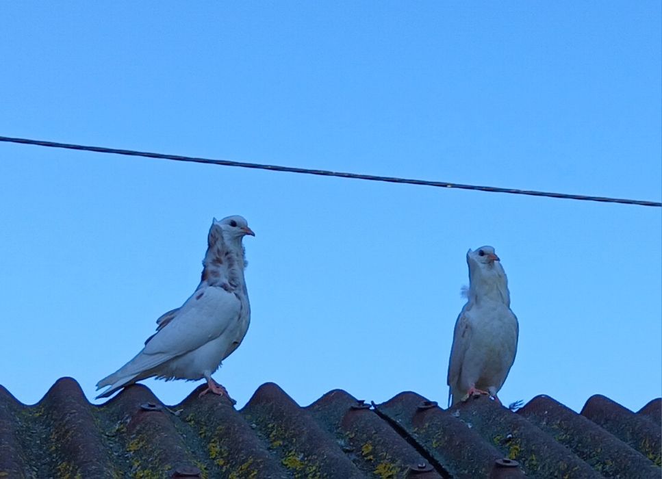 Gołębie ozdobne kapucyn