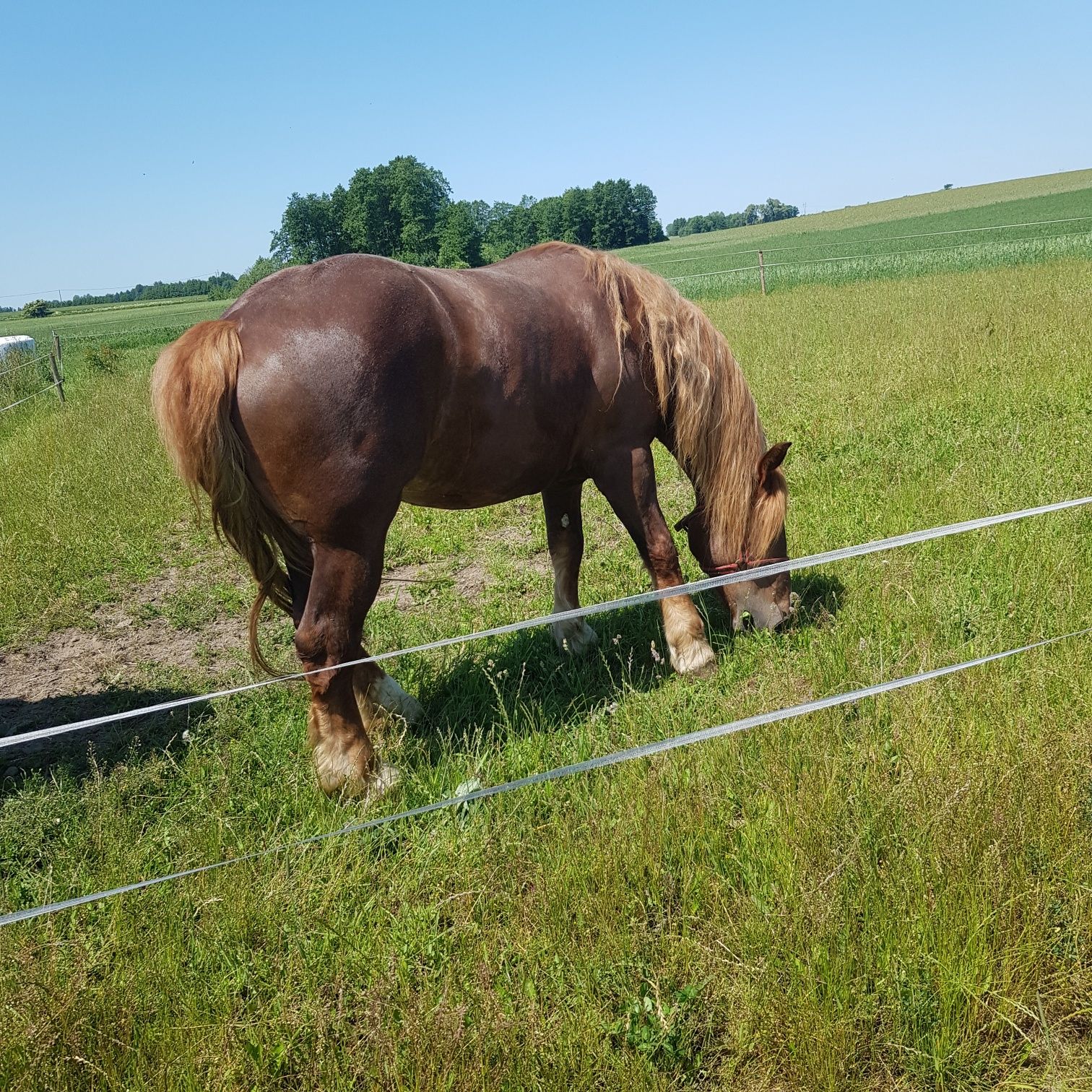 Sprzedam konie zimnokrwiste
