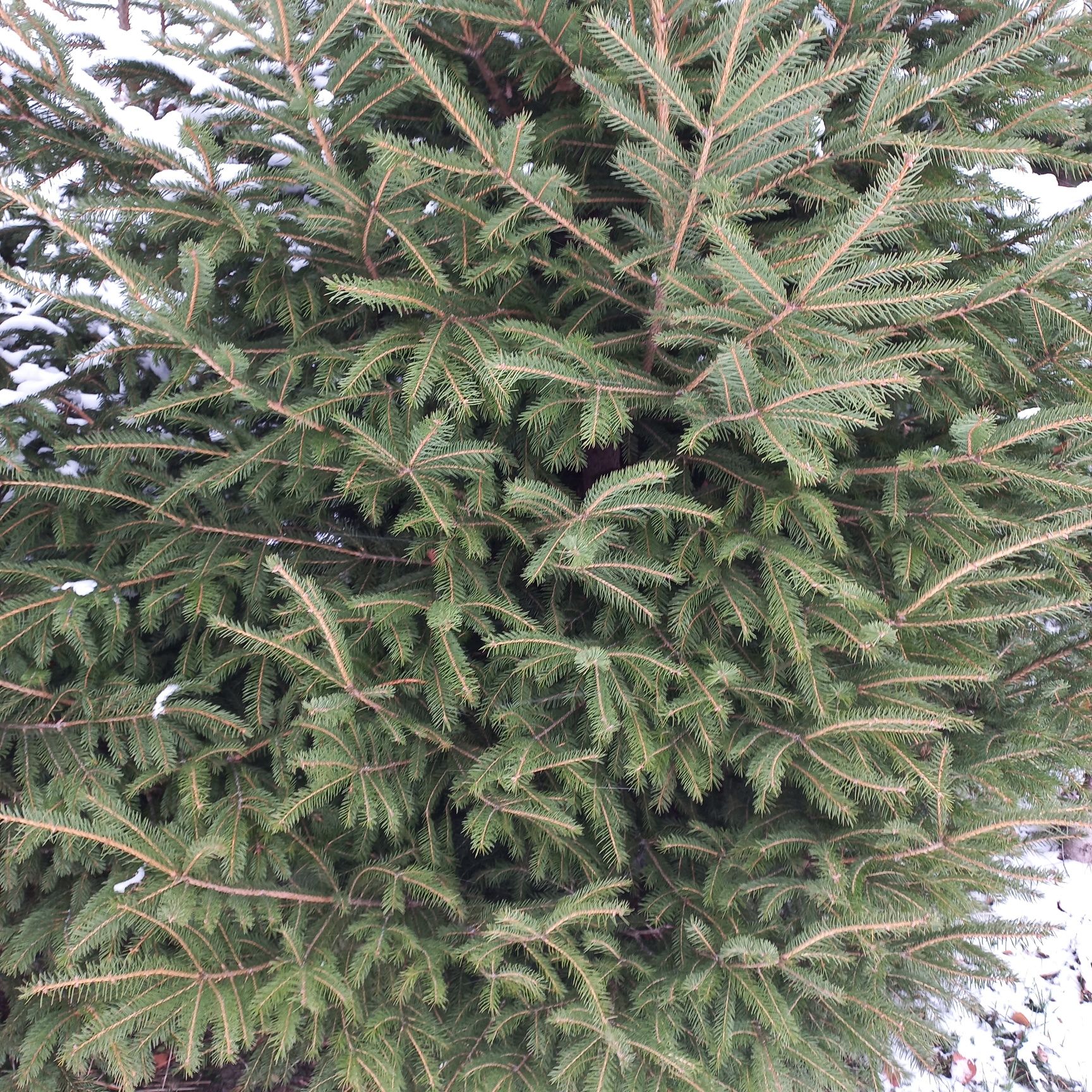 Gałęzie świerkowe
