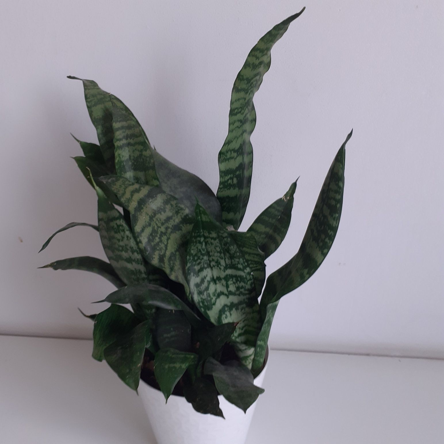 Zestaw 3 sztuki sansevieria