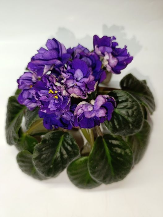 Фіалка фиалка Седой океан квіти цветы цветок