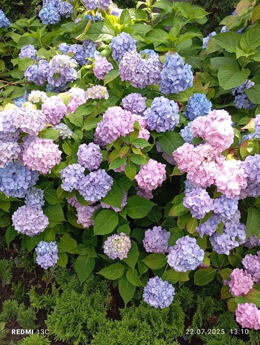 Гортензії , різні зелені насадження.