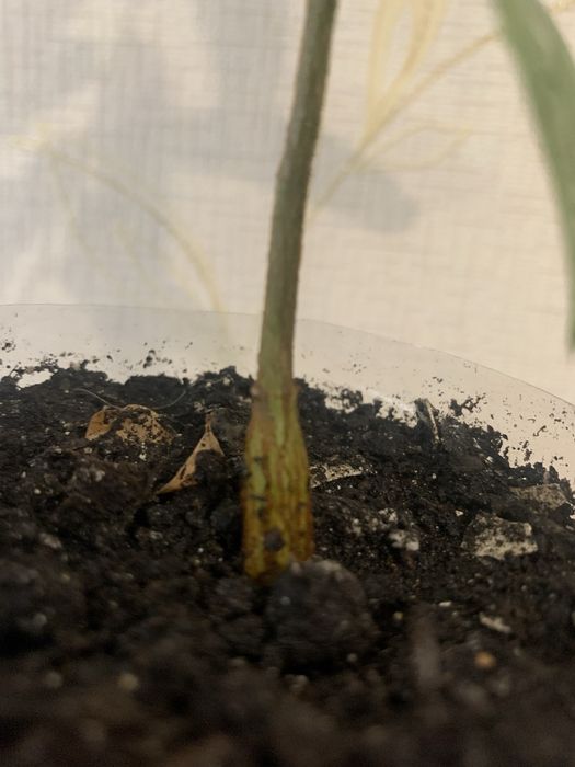 Брахіхітон, пляшкове дерево, однорічні сіянці