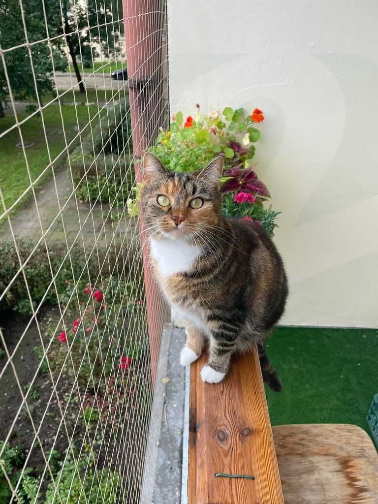 Siatka dla kota, siatka balkonowa, siatka przeciw ptakom na balkon