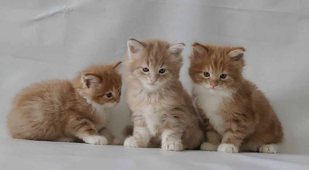 Мальчики и девочки. Котята.