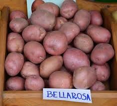 Ziemniaki jadalne czerwone Bellarosa smaczne 20zl/15kg