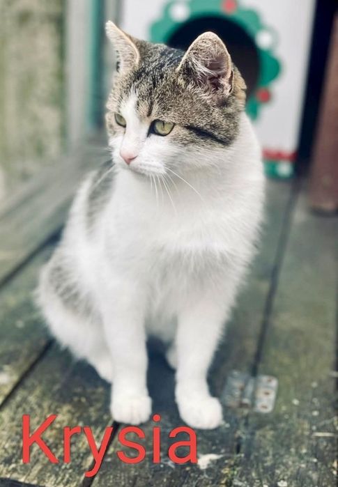 Krysia prosi o dom ...