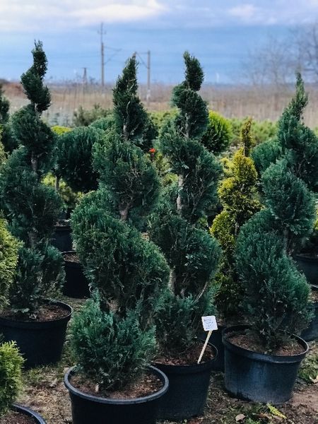 Bonsai Formowane Spirala z Cyprysa Columnaris Wys. 150 cm Cena 350 zł