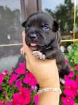 Staffordshire bull terrier stafik piesek FCI