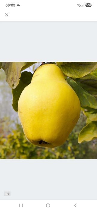 Pigwa gruszkowa ekologiczna