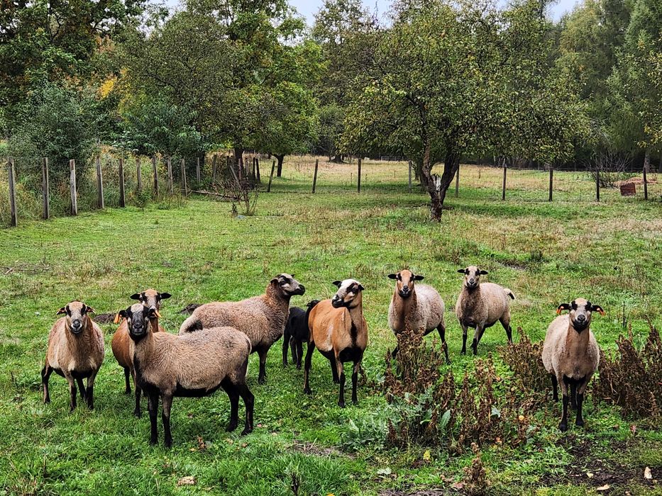 Sprzedam Owce kameruńskie
