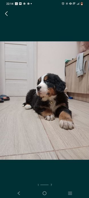 Berneński pies pasterski