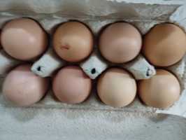 Продам Курячие домашнее яйца,  Софиевская  Борщаговка,
