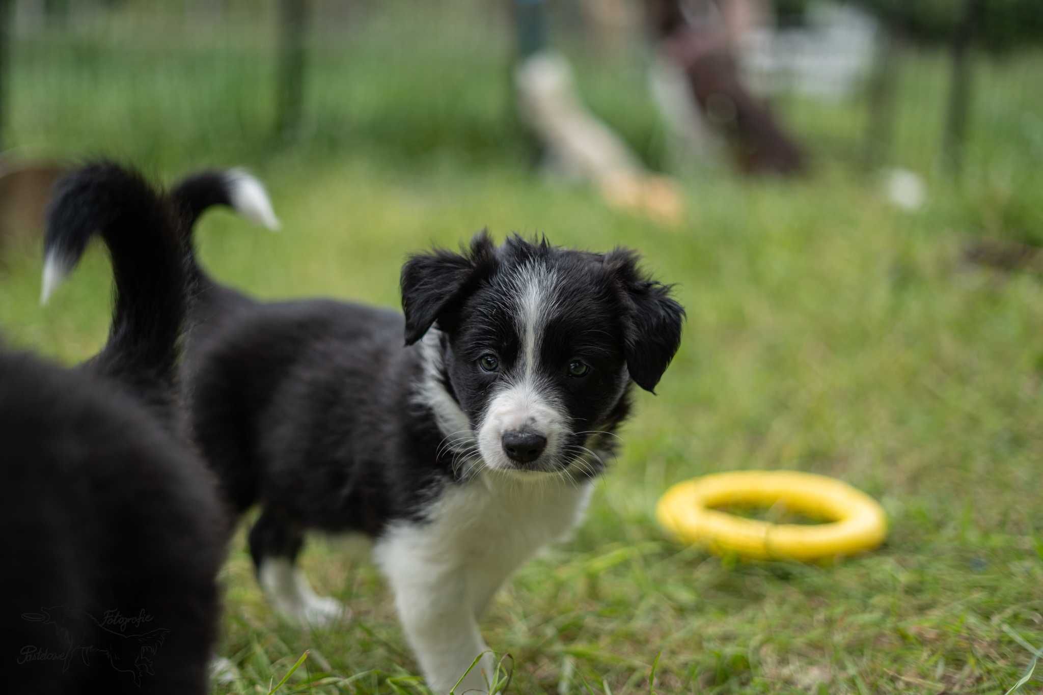 Szczeniak border collie FCI/ISDS