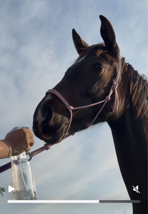 Klacz 2023 po ULCO KWPN