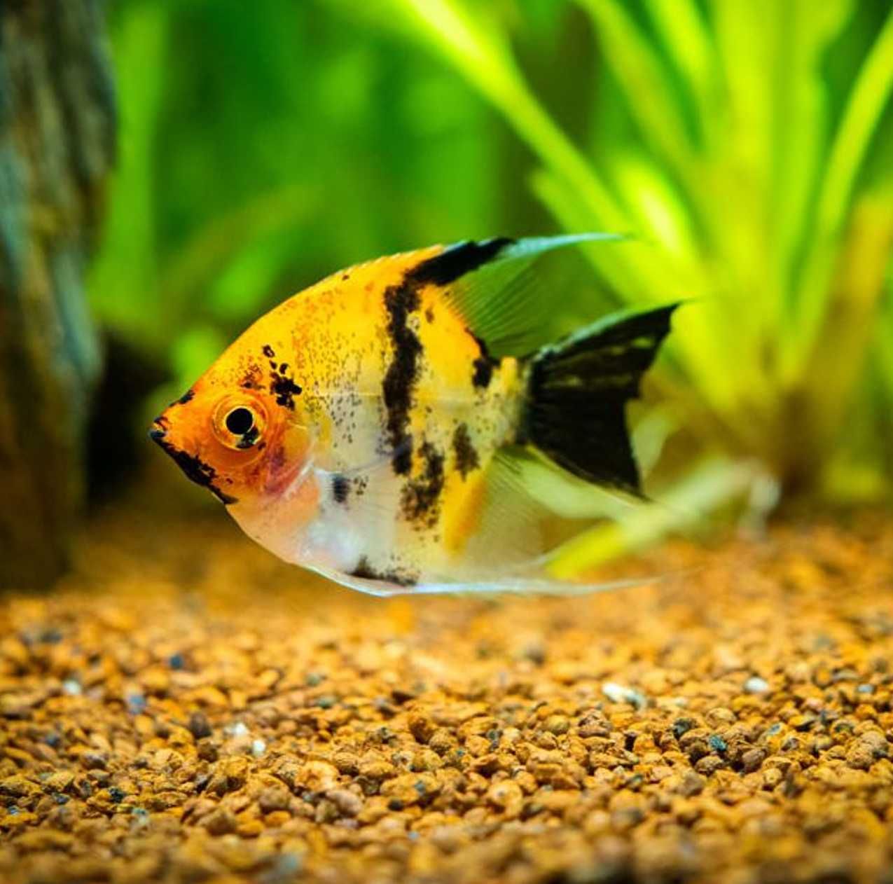 Żaglowiec skalar odmiana KOI - Pterophyllum - DOWOZIMY, WYSYŁAMY