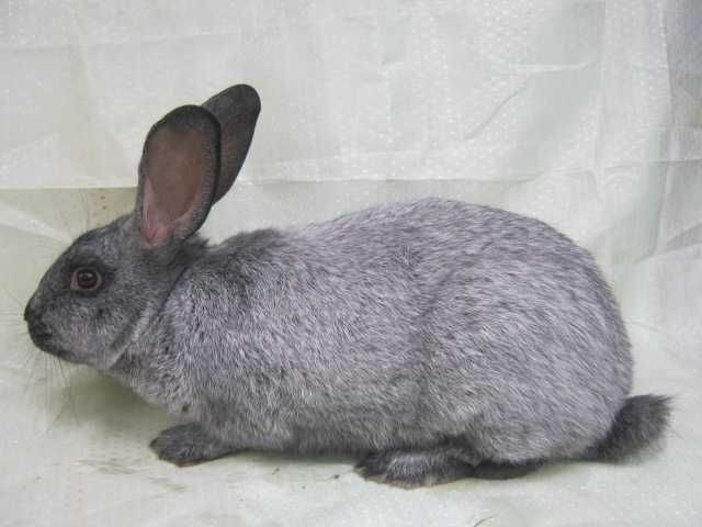 кролики полтавське срібло самці