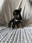 Chihuahuas fêmea