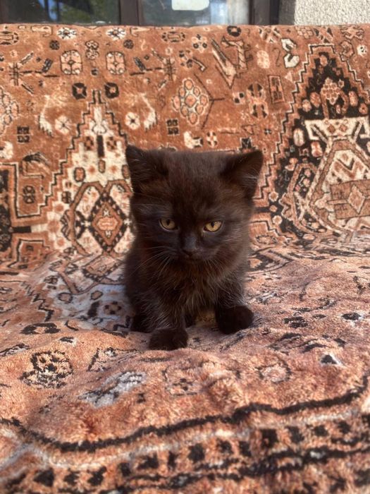 Котеня британець безкоштовно