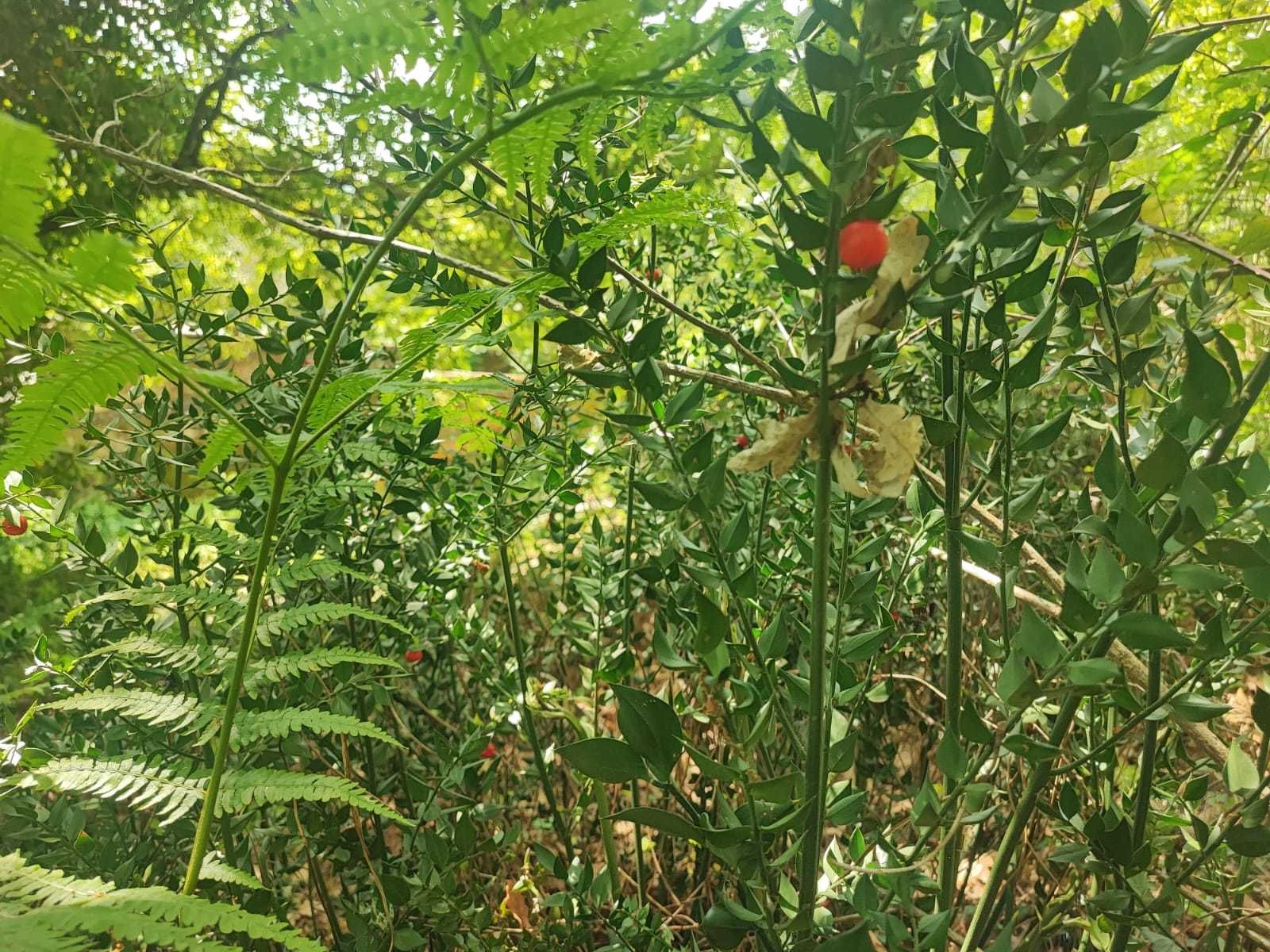 terreno em Milhundos, na União das Freguesias de Souto e Tabaçô, s/n