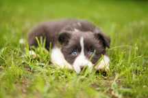 Piękna suczka Border Collie white and blue - Sisi.